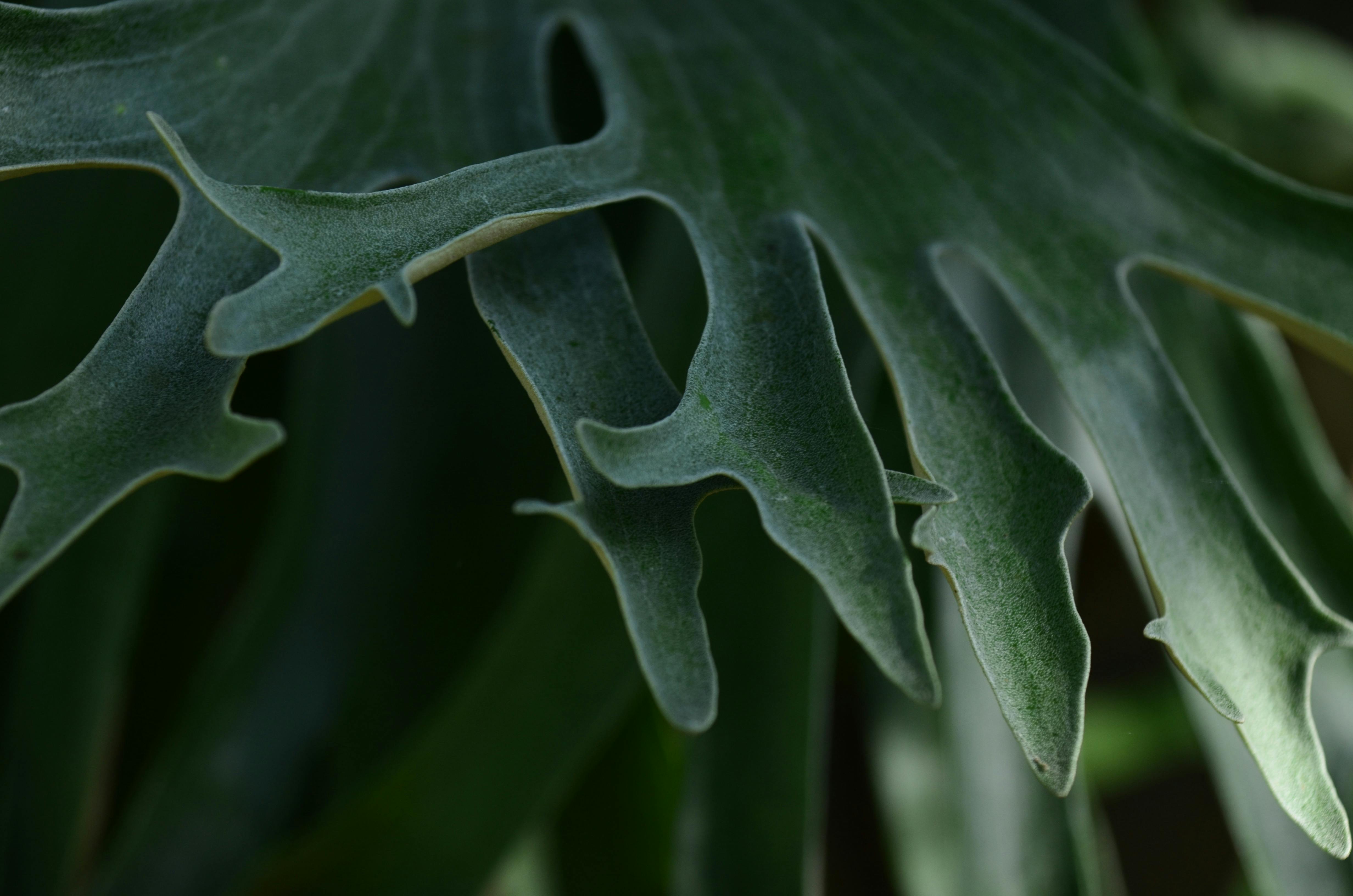 Staghorn Fern