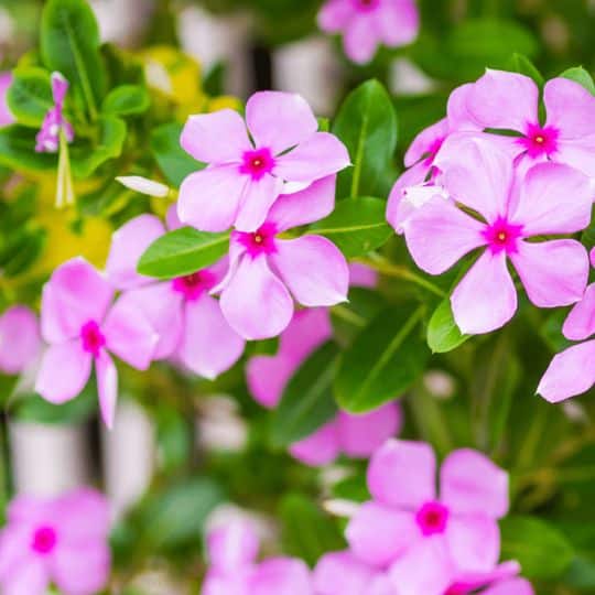 Vinca
