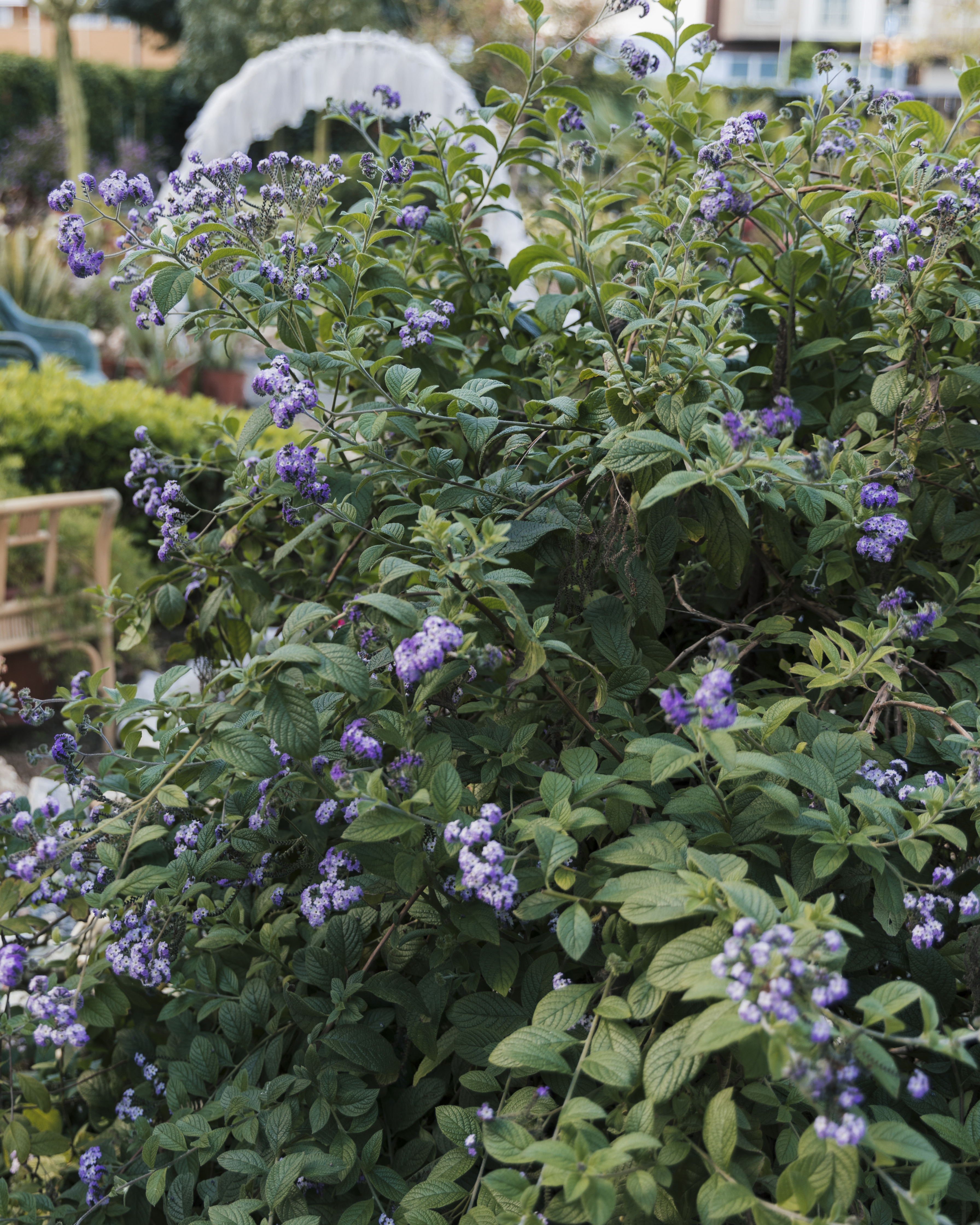 Blue-star creeper