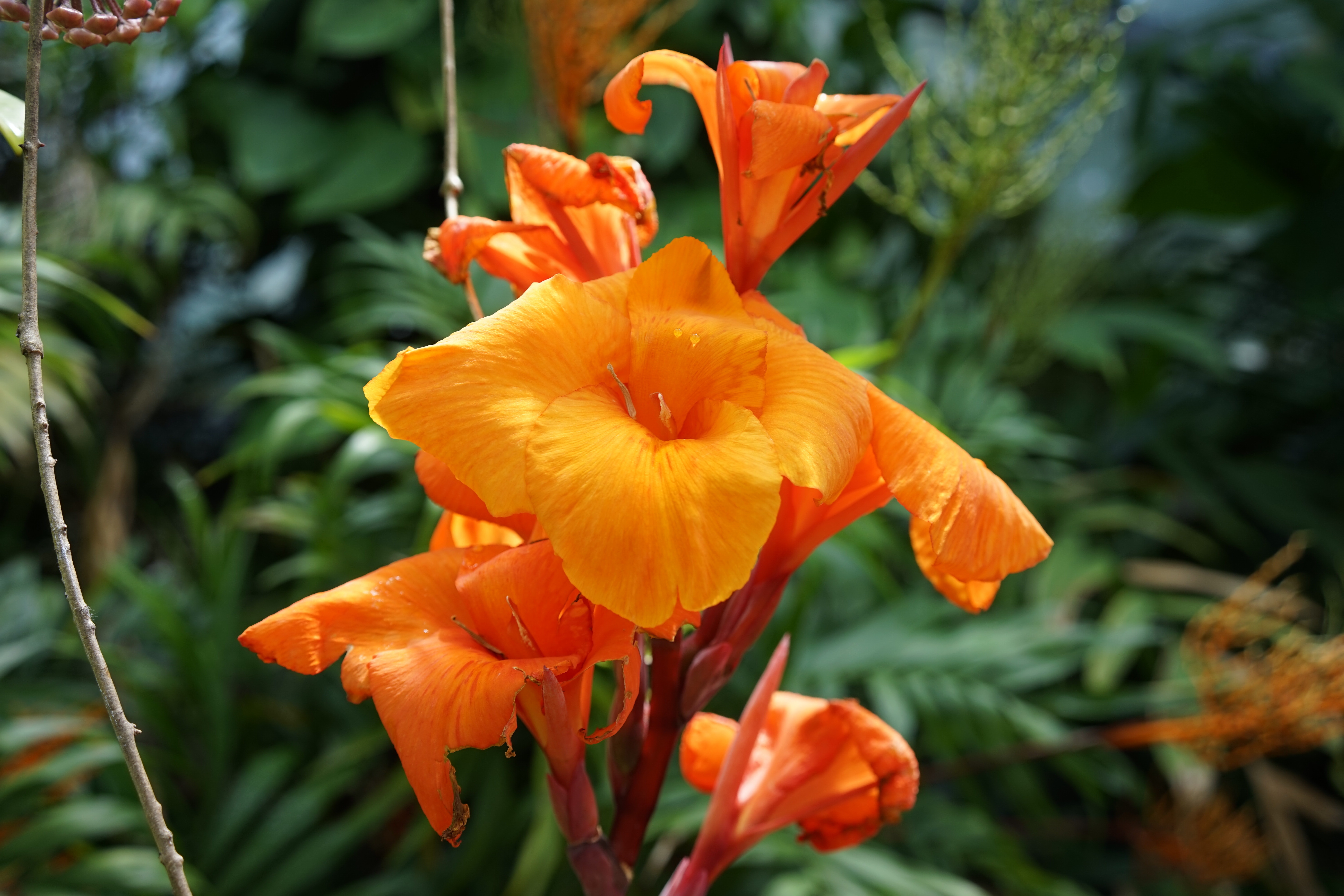 Orange Trumpet Vine