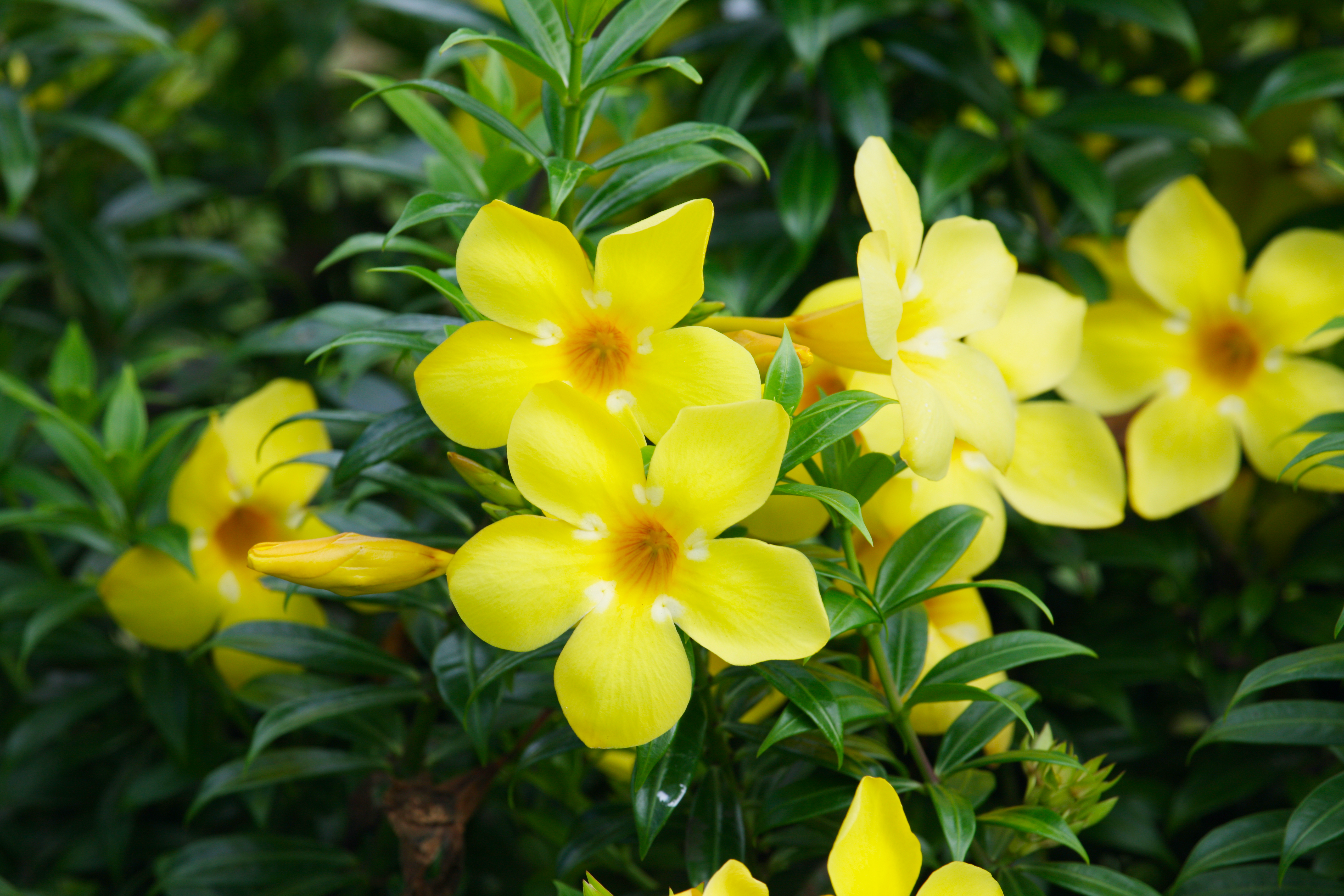 Yellow Mandevilla