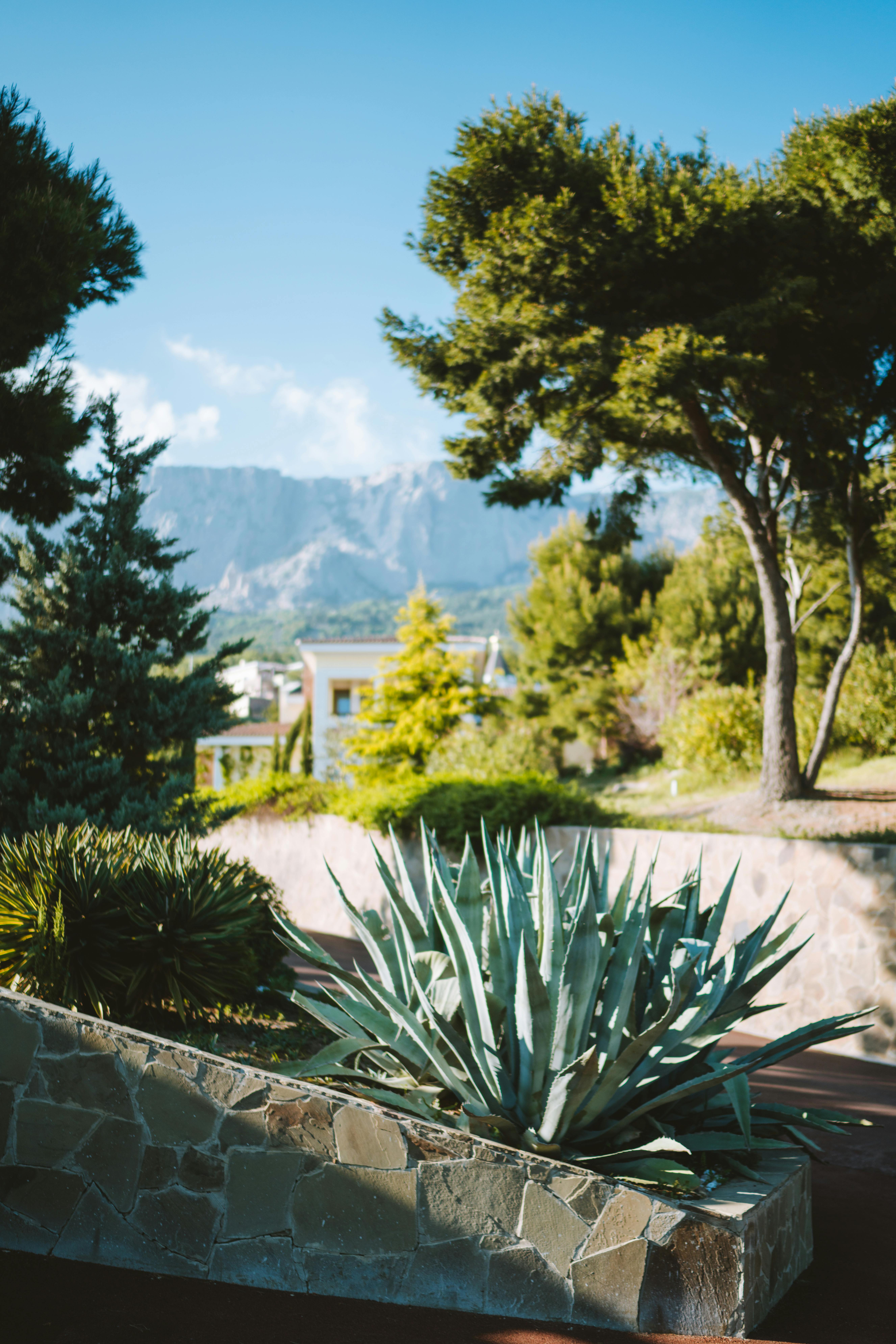 Agave