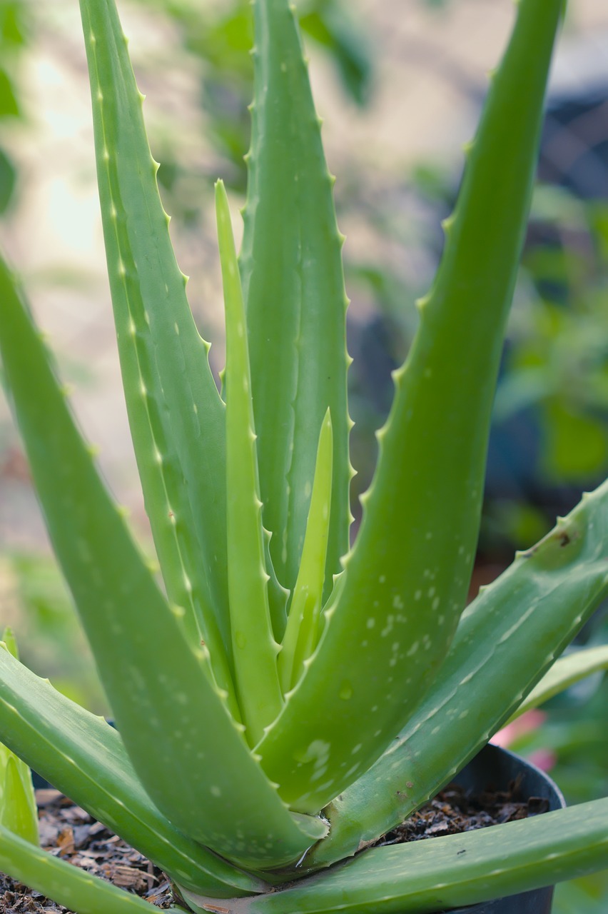 Aloe-vera 