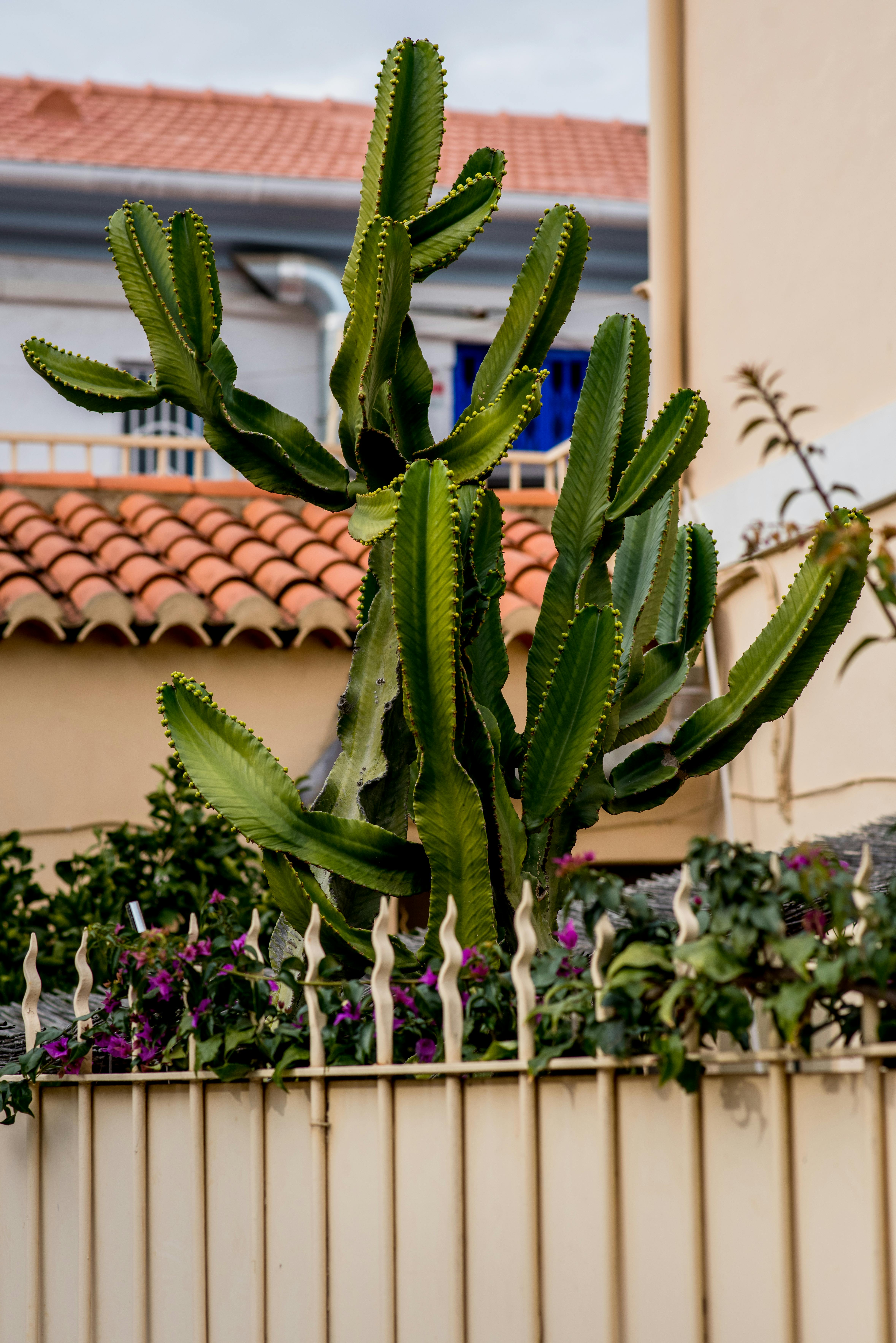 Cactus