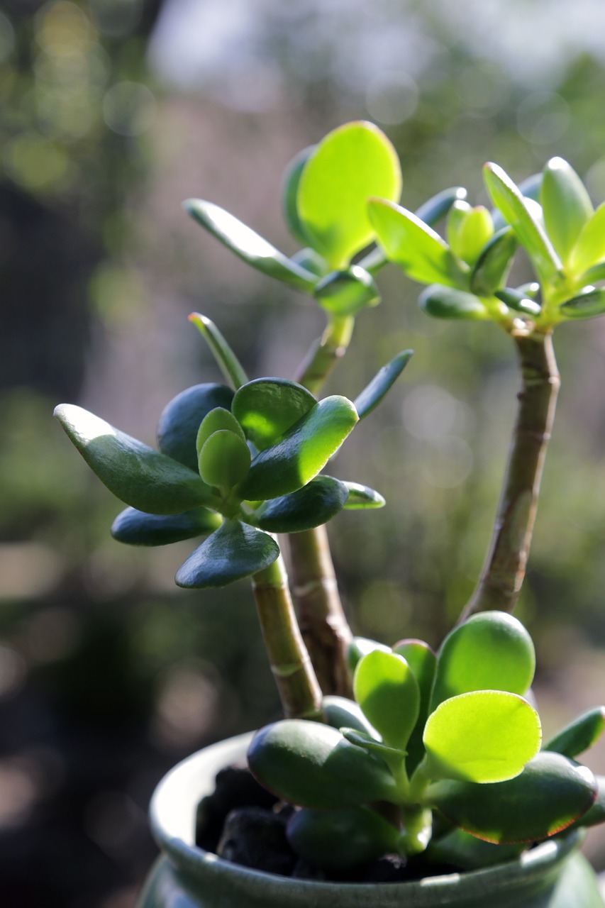 Jade Plant