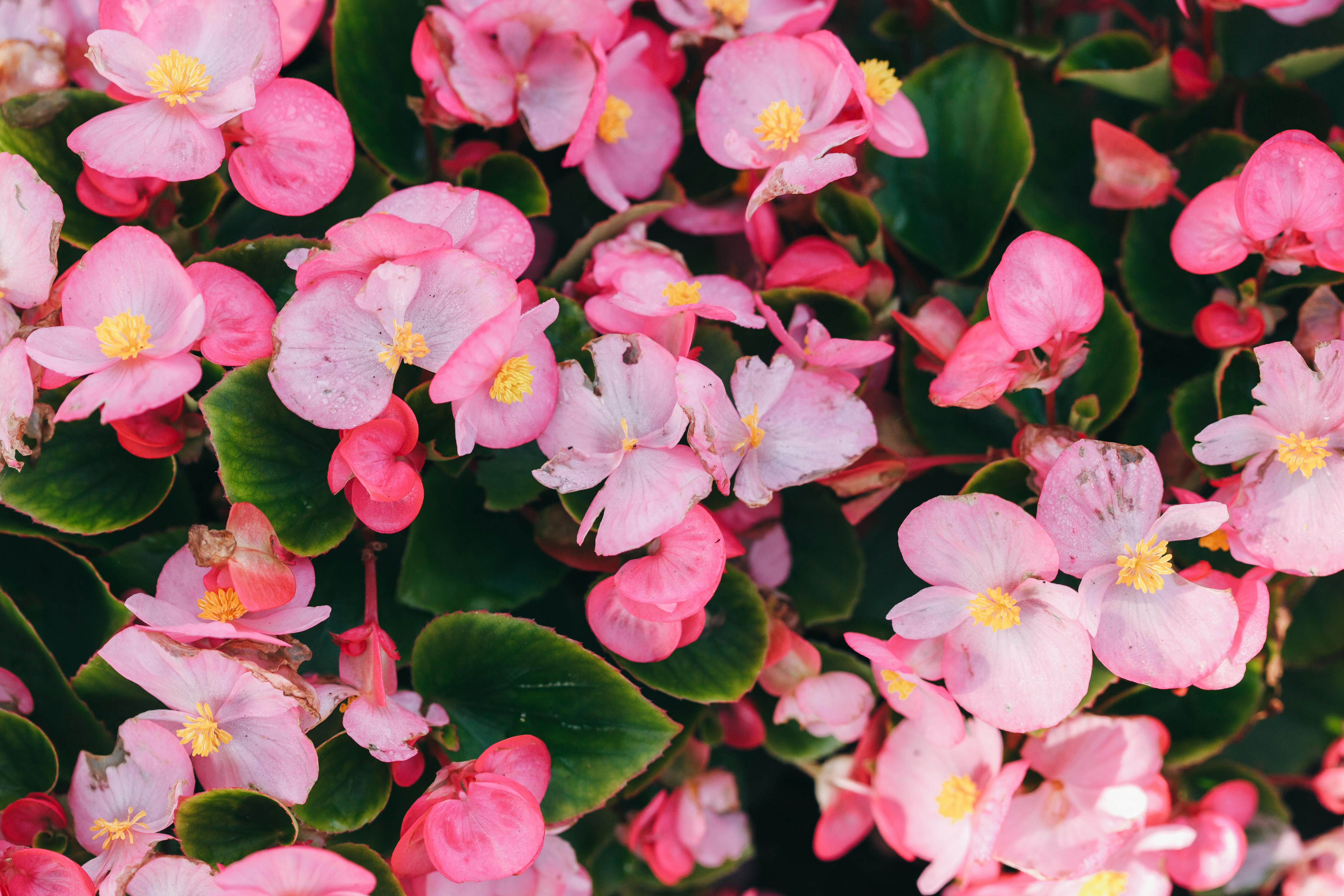 Begonia