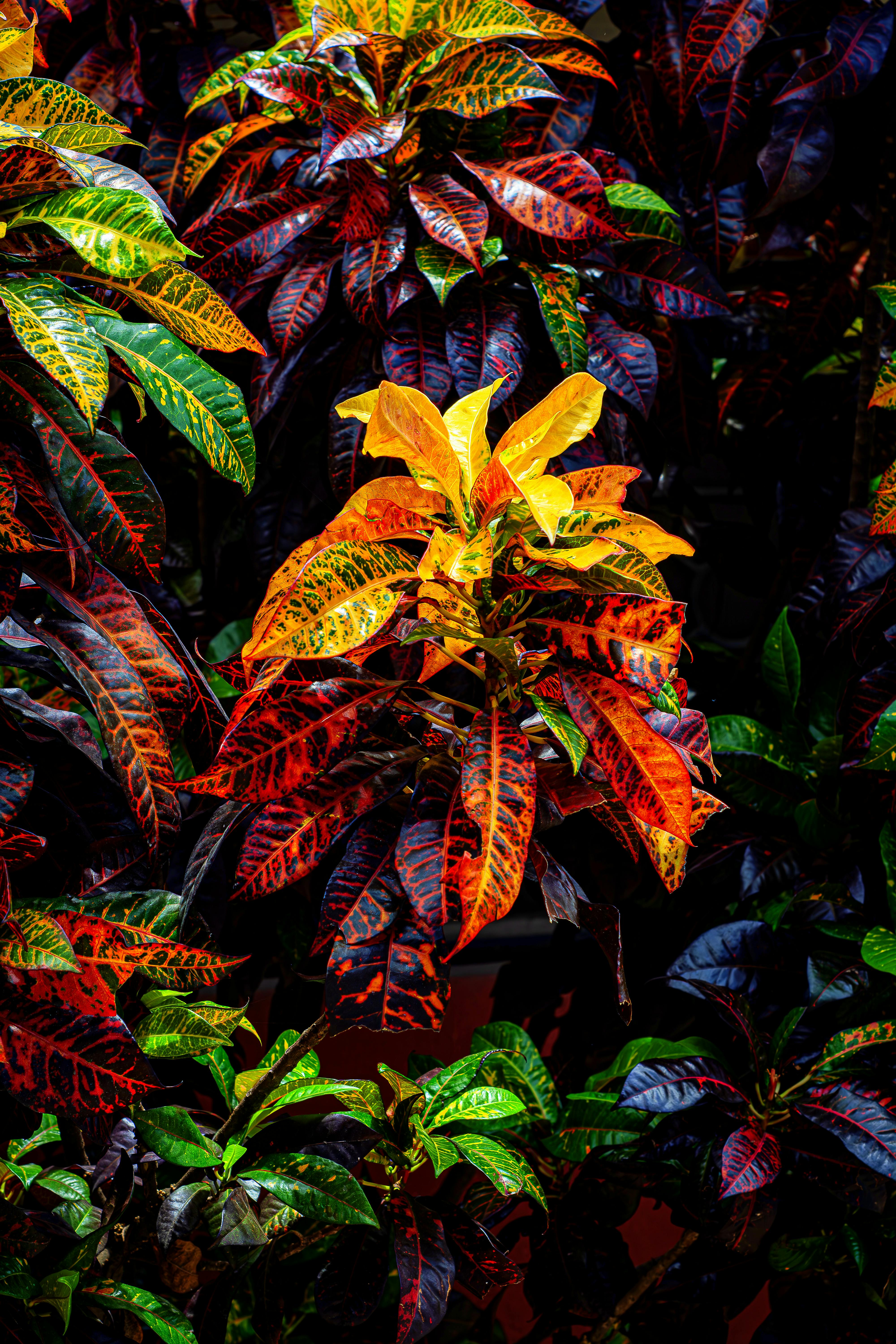Croton