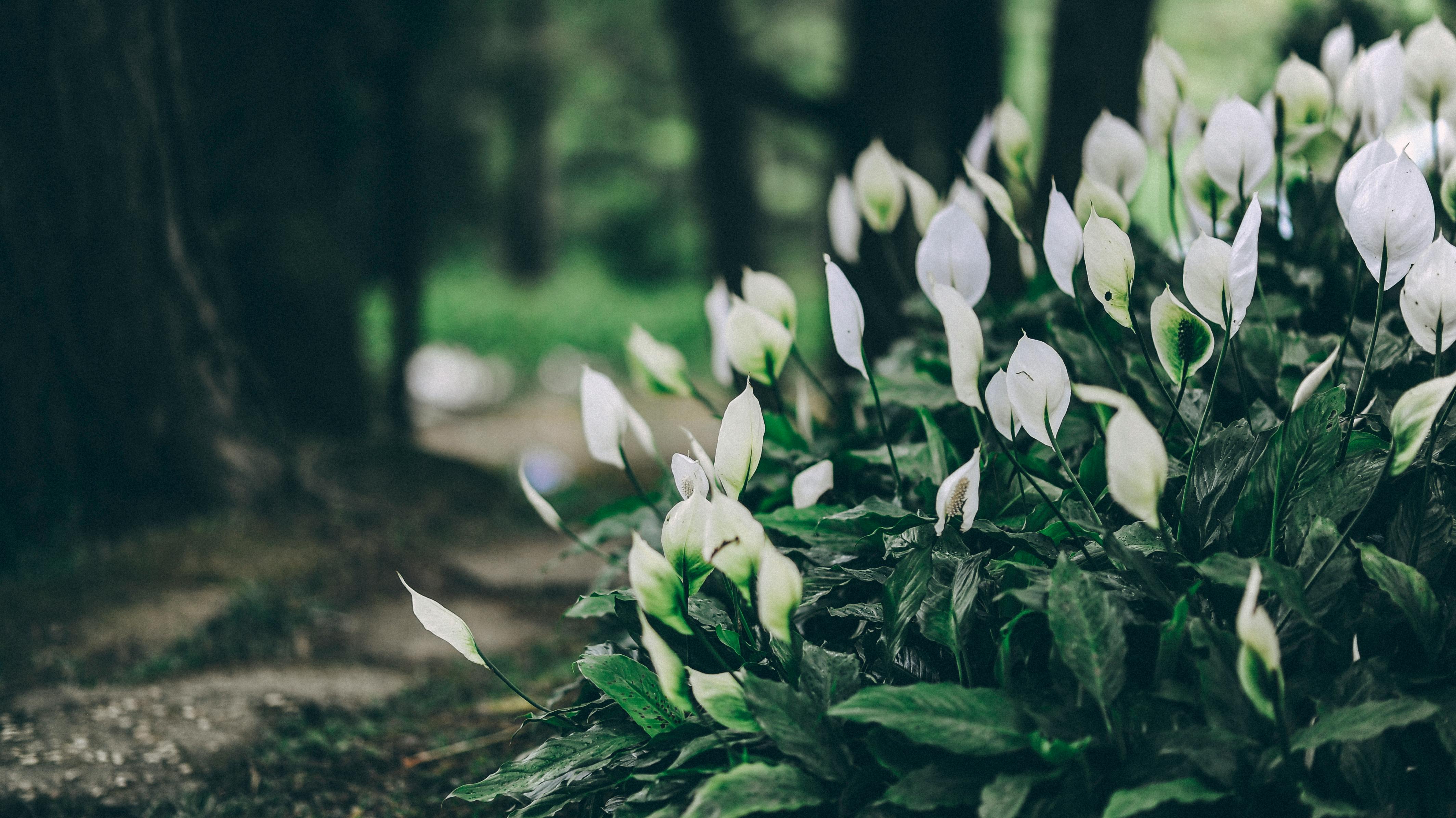 Peace Lily