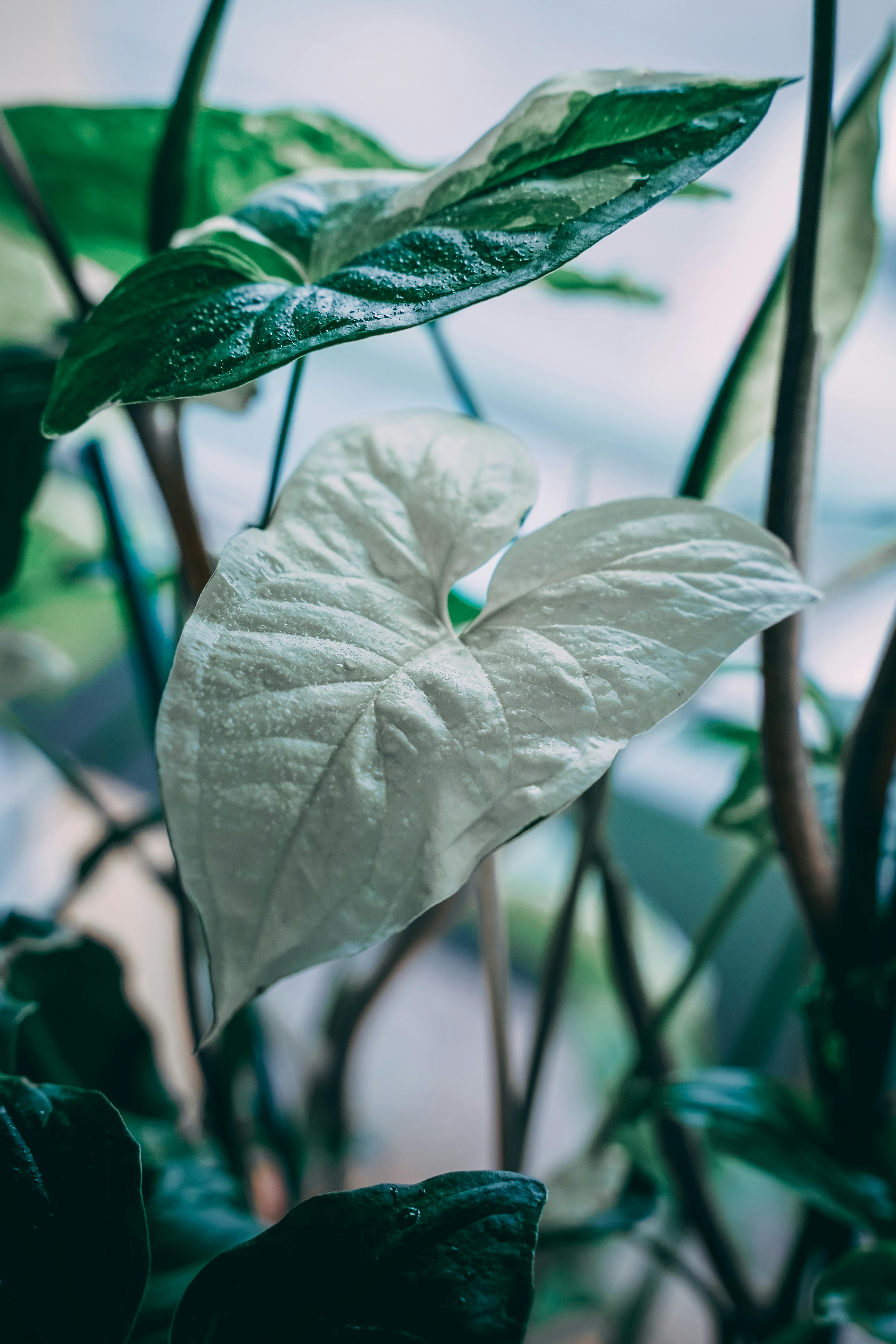 Syngonium