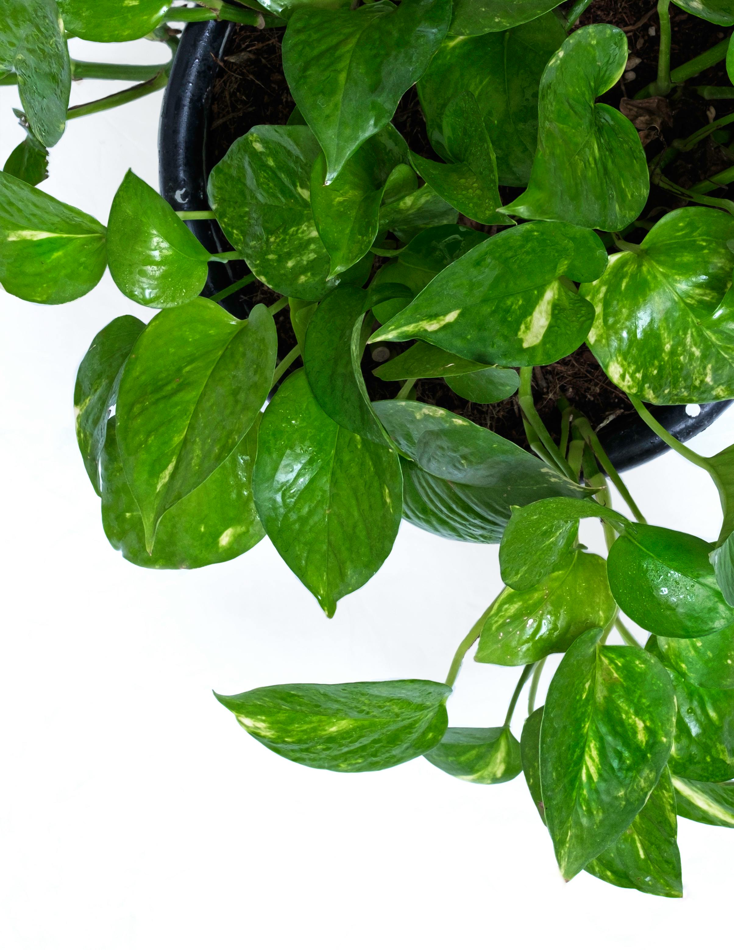 Money Plant