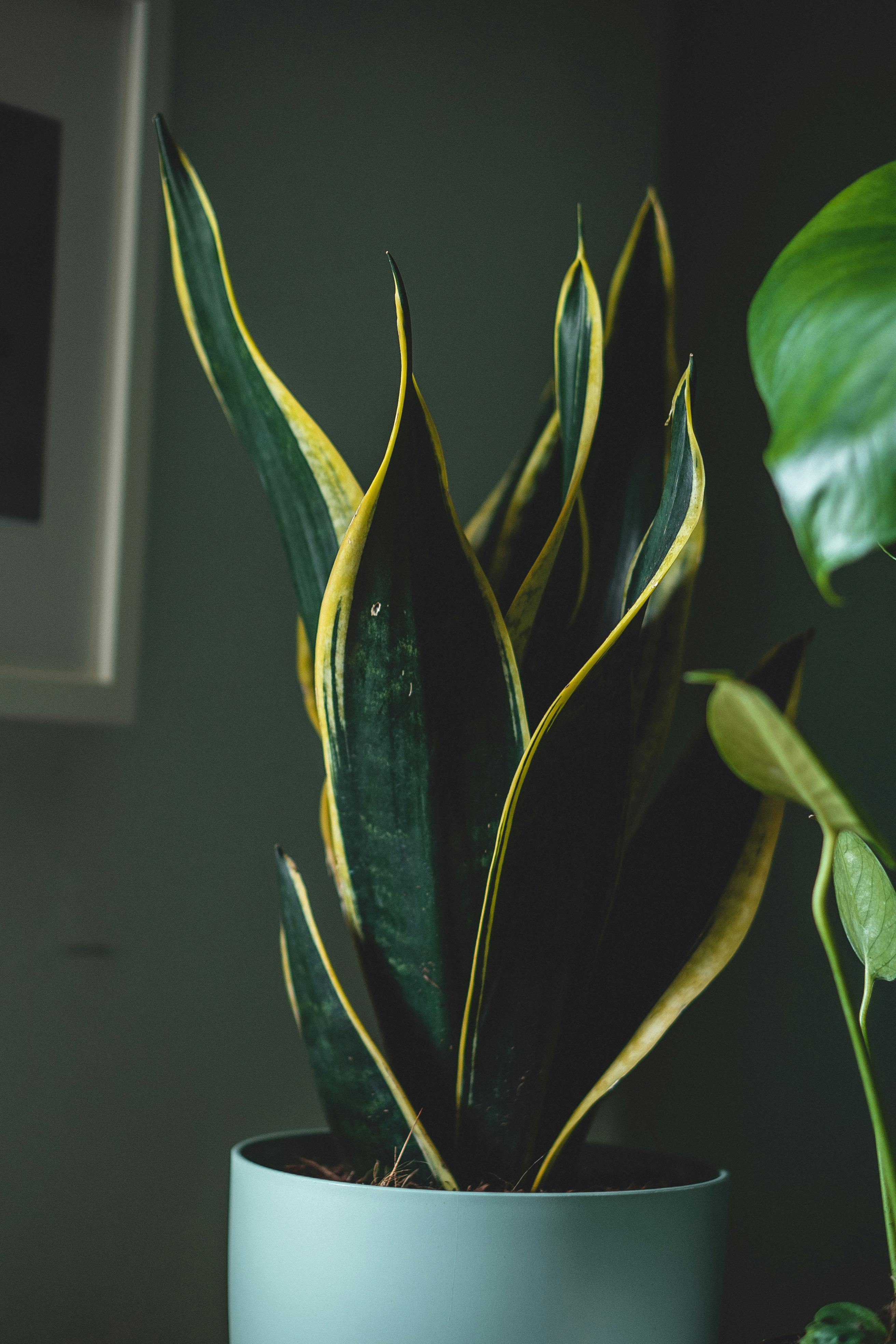 Snake Plant