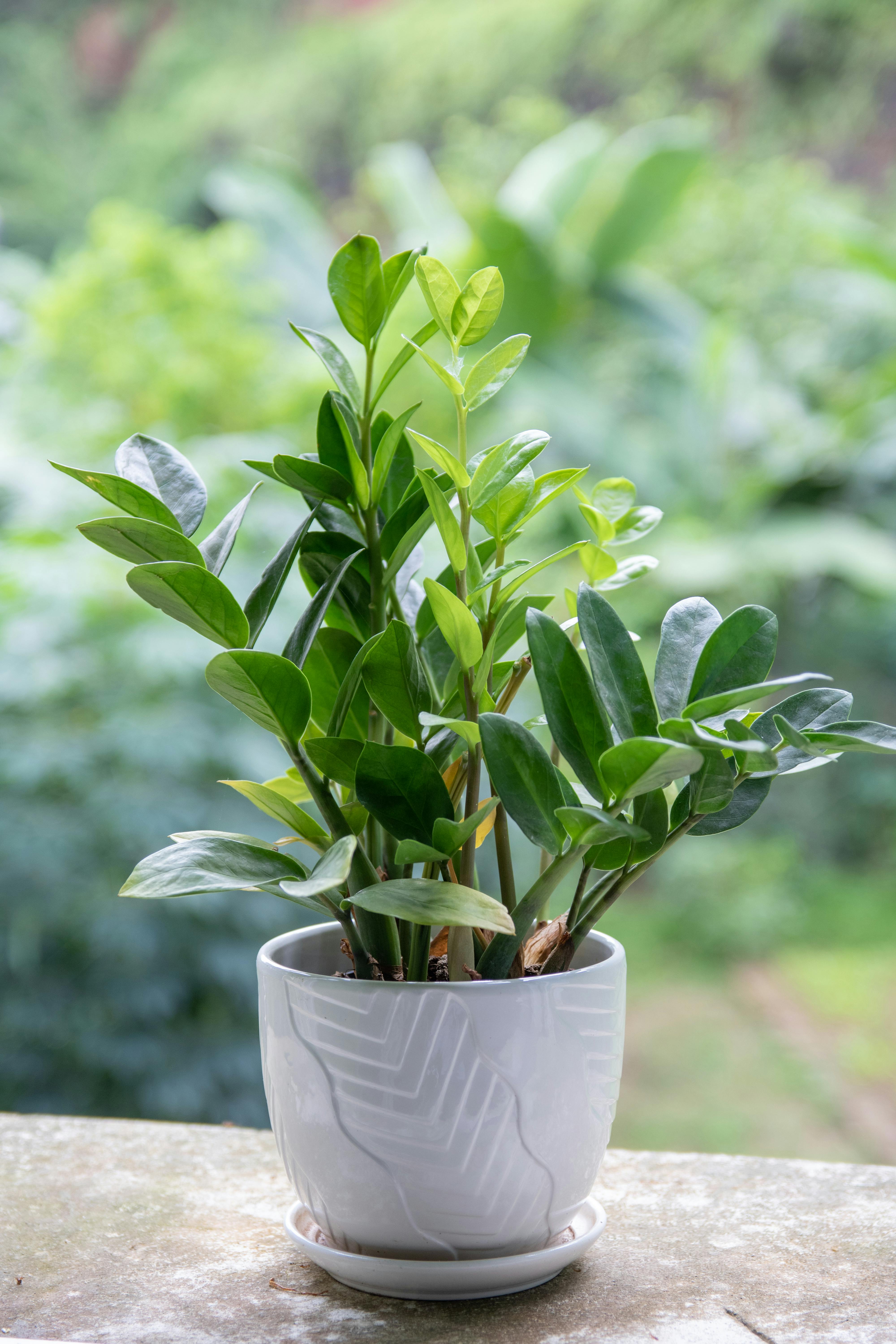 ZZ plant
