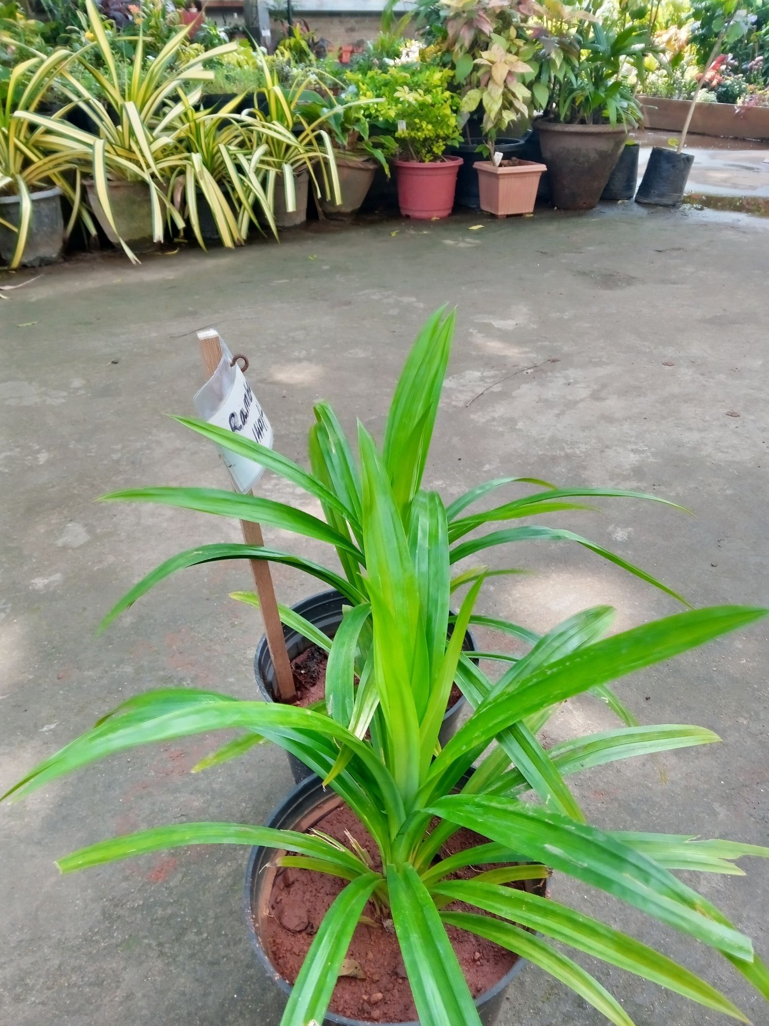 Pandan Grass