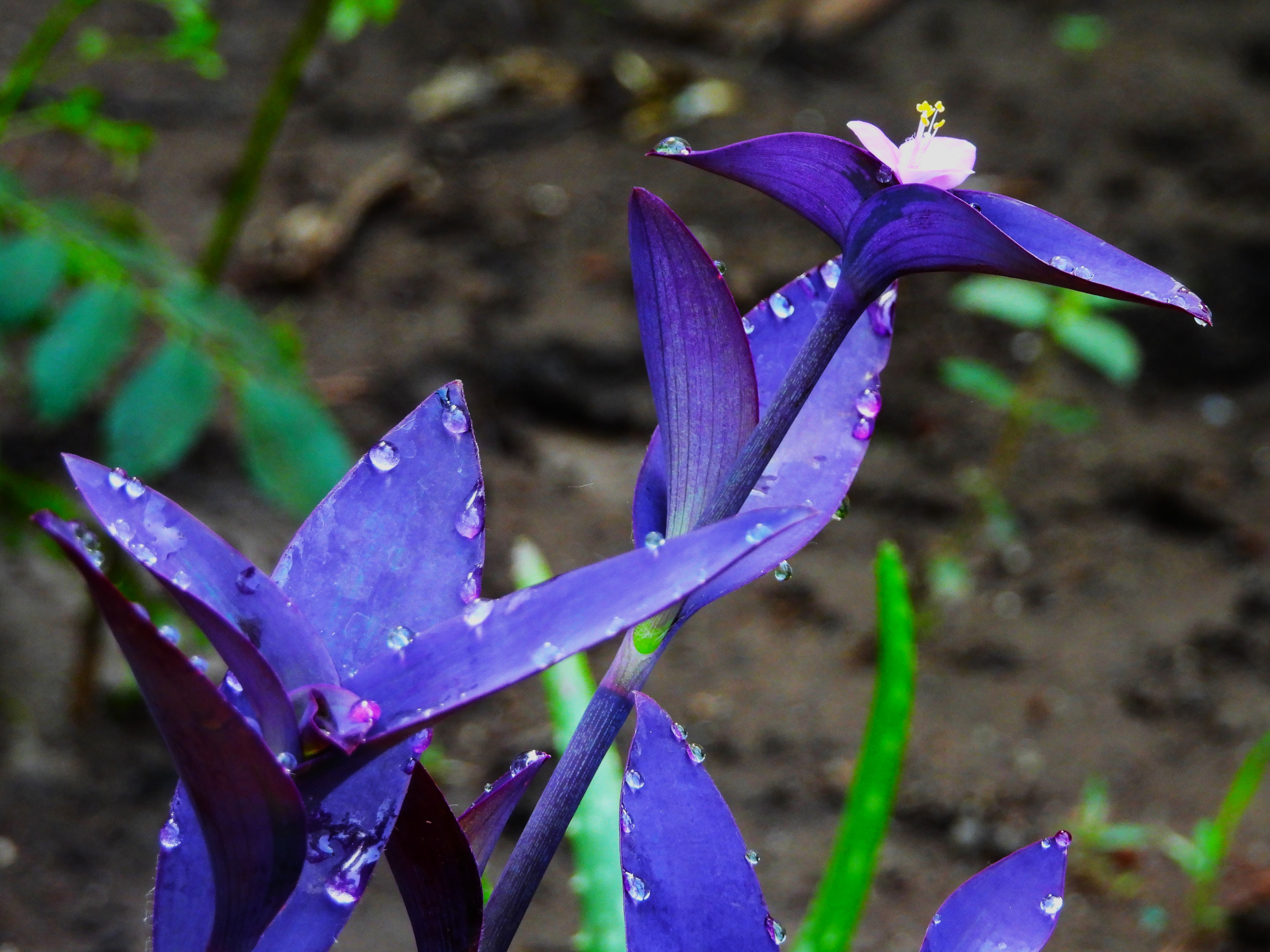 Purple heart Spiderwort
